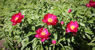 Şatafatlı bordo şakayığı tomurcuğu. Güzel bahçe çiçekleri. Yakın plan..
