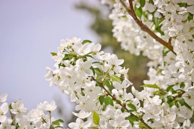 Seçici odaklanma. Bahar arkaplanı - elma ağacının beyaz çiçekleri, bulanık arkaplan. Tasarım şablonu.