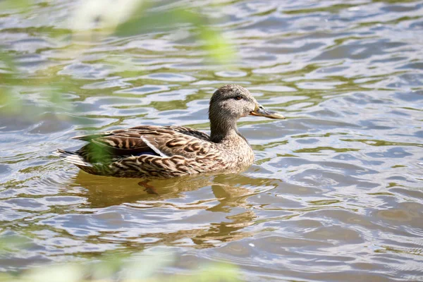Female Mallard Anas Platyrhynchos Swims Lake Wild Ducks Natural Environment Stock Image