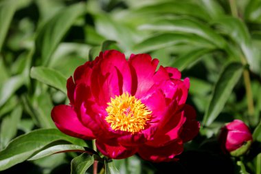 Şatafatlı bordo şakayığı tomurcuğu. Güzel bahçe çiçekleri. Yakın plan..