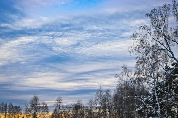 Ovanligt Upplysta Cirrusmoln Över Vinterskog Träd Med Kala Grenar — Stockfoto