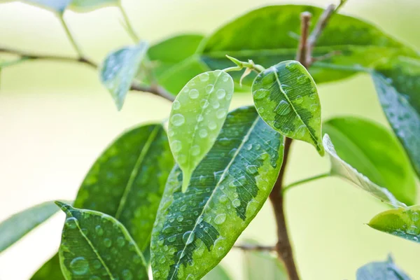 Selective focus. Ficus tree leaves in large drops of water. Weeping fig, benjamin fig (Ficus benjamina). Close-up. Natural background.