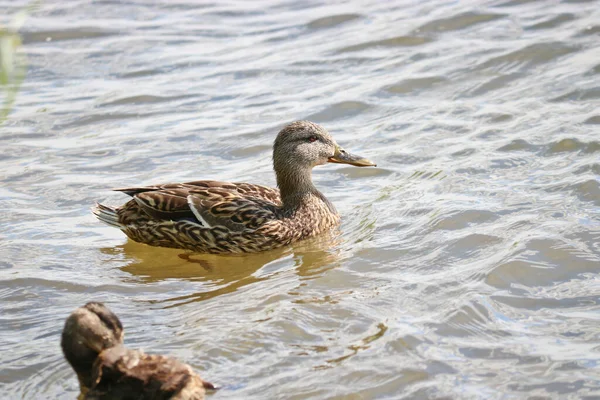 Madre Mallard Anas Platyrhynchos Nada Con Sus Patitos Lago Patos — Foto de Stock