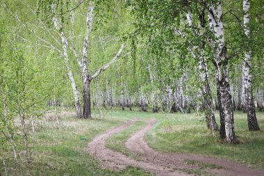Bahar huş ormanındaki orman yolu. Bahar manzarası.