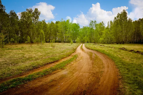 Польова Брудна Дорога Йде Весняний Березовий Ліс Природний Ландшафт — стокове фото