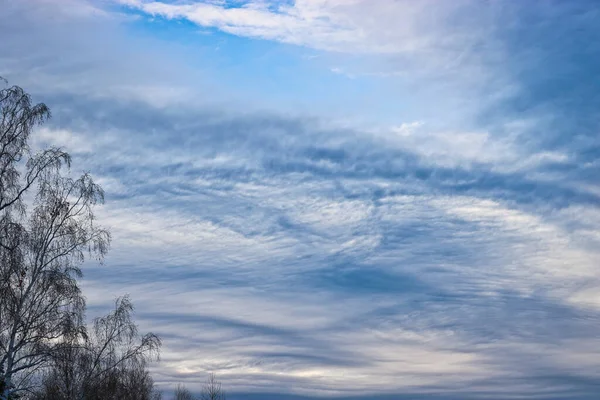 Kış Ormanı Üzerinde Alışılmadık Bir Şekilde Parlayan Sirrus Bulutları Dalları — Stok fotoğraf
