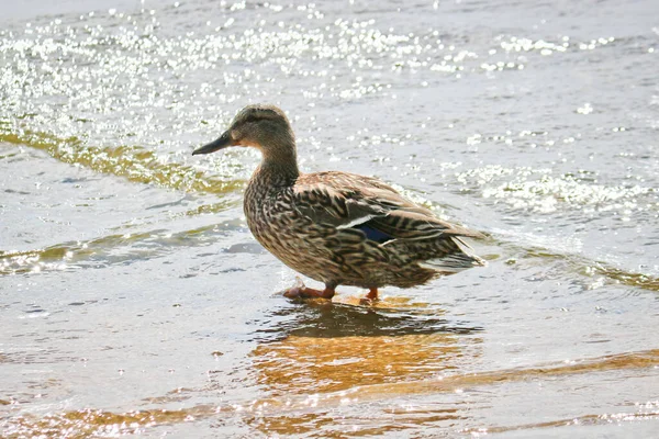 Hembra Mallard Anas Platyrhynchos Nada Lago Patos Salvajes Entorno Natural — Foto de Stock