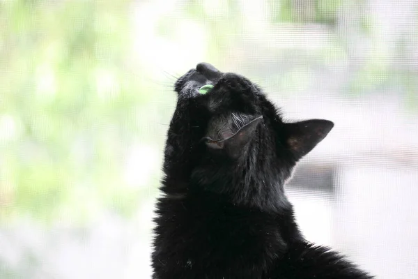 Yeşil Gözlü Siyah Bir Kedi Pencerenin Kenarında Oturur Yukarı Bakar — Stok fotoğraf