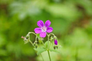 Bulanık yeşil arka planda Woodland sardunyası (Geranium sylvaticum). Violet orman çiçekleri.