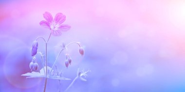 Bulanık pembe-leylak arka planda Woodland sardunyası (Geranium sylvaticum). Violet orman çiçekleri. Kartpostal şablonu.