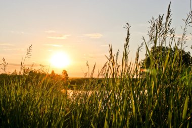 Yaz arkaplanı - sakin bir nehrin üzerinde gün batımı. Güneş ışığı uzun otların arasından doğuyor. Yaz manzarası, Rusya.