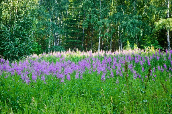 Eine Lichtung Einem Birkenwald Mit Blühendem Feuerkraut Sommerlandschaft — Stockfoto