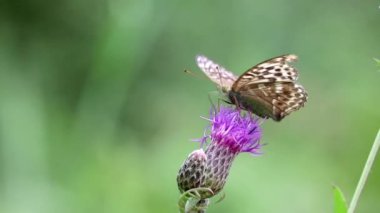 Gümüş renginde fritiller kelebeği (Argynnis paphia) daha büyük bir knapweed çiçeğinin (Centaurea scabiosa) üzerinde oturur, nektar içer ve hortumu kıvırır. Bir yaban arısı geliyor. Rekabet. Makro.