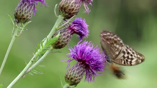 Αργυρόφυλλη πεταλούδα (Argynnis paphia) κάθεται σε ένα μεγαλύτερο λουλούδι knapweed (Centaurea scabiosa), πίνοντας νέκταρ από την προβοσκίδα του. Έρχεται μια μέλισσα. Ανταγωνισμός. Μακρό. — Αρχείο Βίντεο