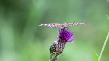 Gümüş renginde bir fritiller kelebeği (Argynnis paphia) daha büyük bir knapweed çiçeğinin (Centaurea scabiosa) üzerinde oturur ve hortumuyla nektar içer. Makro.