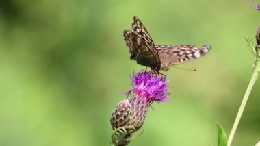 Gümüş renginde bir fritiller kelebeği (Argynnis paphia) daha büyük bir knapweed çiçeğinin (Centaurea scabiosa) üzerinde oturur ve hortumuyla nektar içer. Makro.