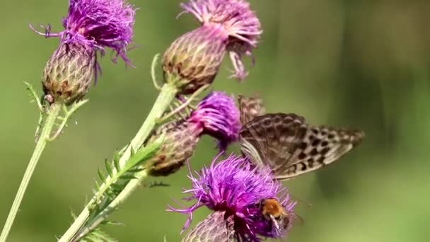 Zilvergewassen fritillaire vlinder (Argynnis paphia) zit op een grotere knapweed bloem (Centaurea scabiosa), nectar drinkend uit zijn proboscis. Er komt een hommel aan. Wedstrijd. Blauwe wijting. — Stockvideo