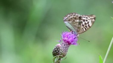 Gümüş renginde bir fritiller kelebeği (Argynnis paphia) daha büyük bir knapweed çiçeğinin (Centaurea scabiosa) üzerinde oturur ve hortumuyla nektar içer. Makro.