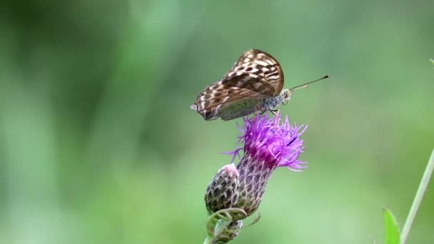 Stříbrem omytý fritilární motýl (Argynnis paphia) sedí na větším knapplevelu (Centaurea scabiosa), rozbaluje své proboscis a pije nektar. Makro. — Stock video