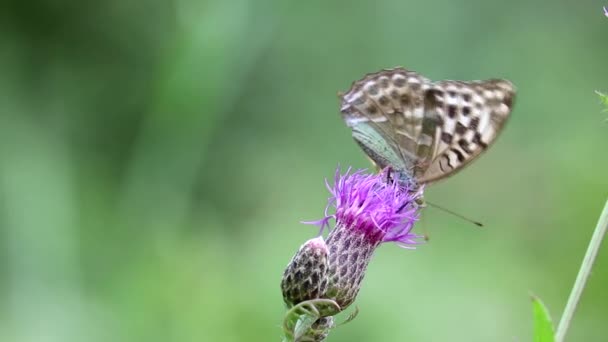 Μια ασημένια πεταλούδα (Argynnis paphia) κάθεται σε ένα μεγαλύτερο λουλούδι knapweed (Centaurea scabiosa) και πίνει νέκταρ με την προβοσκίδα του. Μακρό. — Αρχείο Βίντεο