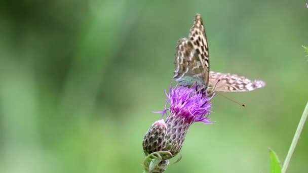 Un papillon fritillaire (Argynnis paphia) lavé à l'argent est assis sur une fleur de centaurée (Centaurea scabiosa) et boit du nectar avec sa trompe. Macro. — Video