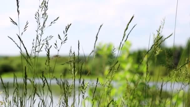 Καλοκαίρι φόντο - τοπίο με τα δημητριακά χόρτο στο προσκήνιο ταλαντεύεται από τον άνεμο. Θολή πράσινο φόντο. — Αρχείο Βίντεο