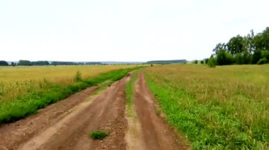 Çayırların ve huş ağaçlarının arasında bir yol üzerinde bisiklet sürmek. Direksiyonla video çekimi. Bisiklet konsepti, çevre turizmi, sürüş.