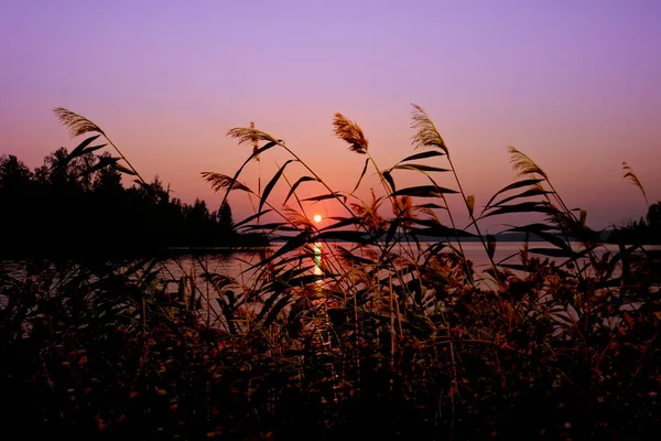 Fundo Verão Pôr Sol Sobre Lago Reed Com Panículas Sementes — Fotografia de Stock