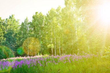 Çiçek açan ateş otlarıyla dolu bir huş ormanında bir açıklık. Yaz manzarası.