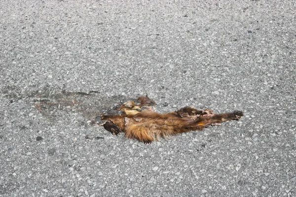 Animal Salvaje Atropellado Por Coche Una Carretera Alta Velocidad Concepto —  Fotos de Stock