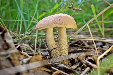 Yenebilir mantar mantarı boletus (Leccinum scabrum) ve bir yaz ormanında çimlerin arasında kahverengi bir şapka. Mantarlı huş ağacı gübresi topluyorum. Yakın plan..