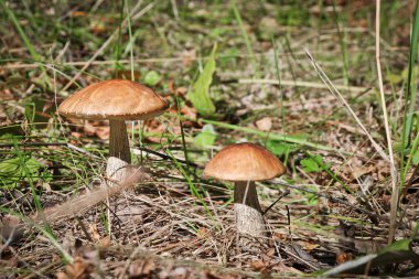 Yenebilir mantar mantarı boletus (Leccinum scabrum) ve bir yaz ormanında çimlerin arasında kahverengi bir şapka. Mantarlı huş ağacı gübresi topluyorum. Yakın plan..