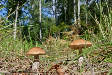 Yenebilir mantar mantarı boletus (Leccinum scabrum) ve bir yaz ormanında çimlerin arasında kahverengi bir şapka. Mantarlı huş ağacı gübresi topluyorum. Yakın plan..