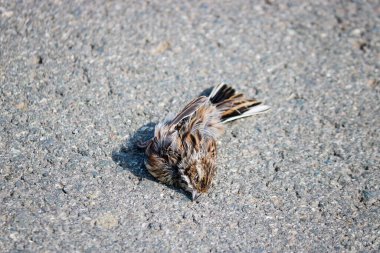 Ölü kuş vuruşu. Asfalta araba çarpan bir serçe. Kuş gribi, salgın tehlikesi.