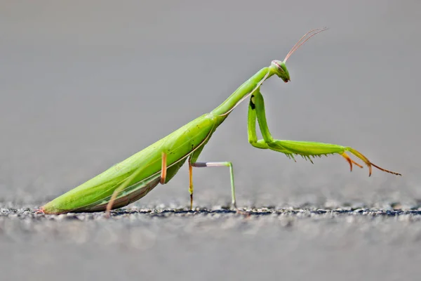 Groene Bidsprinkhaan Een Achtergrond Van Asfalt Europese Mantis Bidden Mantis — Stockfoto