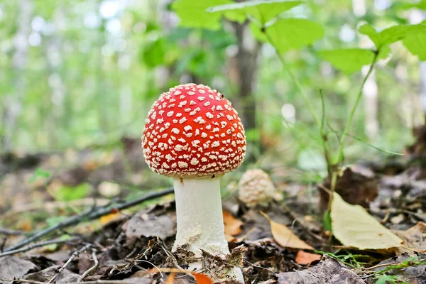 Муха Агарика Муха Аманита Amanita Muscaria Ядовитые Грибы Осеннем Лесу — стоковое фото