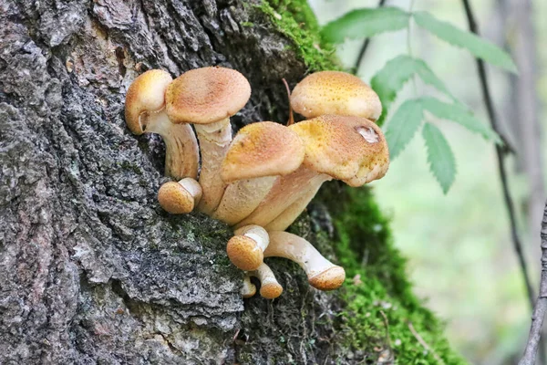 Armillaria Mellea 生长在老的砍伐的桦树上 一群可食用的树桩蘑菇 — 图库照片