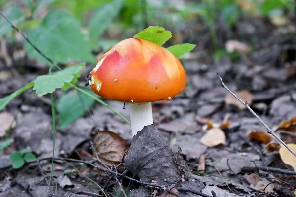 Муха Агарика Муха Аманита Amanita Muscaria Ядовитые Грибы Осеннем Лесу — стоковое фото