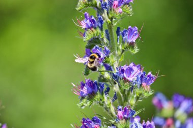 Mavi tatlı çiçekler - Blueweed (Echium vulgare). Viper 'ın böcek ilacı tıbbi bir bitkidir. Bumblebee nektar topluyor. Makro.