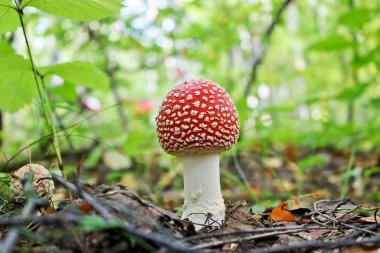 Sinek mantarı (Amanita muscaria) zehirli psikoaktif mantar. Sonbahar ormanlarında kırmızı şapkalı bir mantar büyür..
