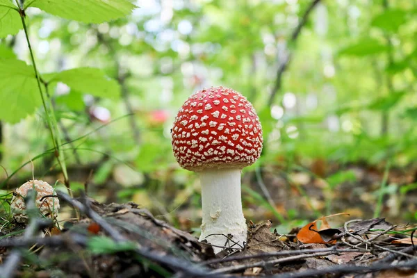 果蝇或果蝇 有毒的精神活性蘑菇 秋天的森林里长着一只头戴红帽子的毒蛇 — 图库照片