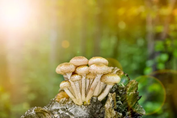 Armillaria Mellea 生长在老桦树树桩上 一群可食用的树桩蘑菇 秋季背景 — 图库照片