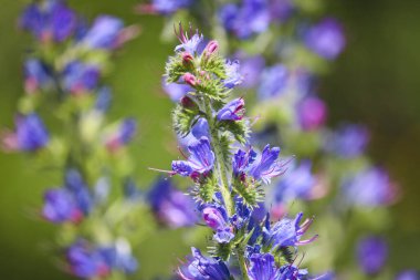 Mavi tatlı çiçekler - Blueweed (Echium vulgare). Viper 'ın böcek ilacı tıbbi bir bitkidir. Makro.