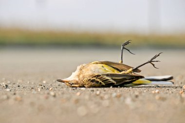 Ölü batı sarı kuyruklu (Motacilla flava). Asfaltta bir arabanın çarptığı bir kuş. Kuş gribi, salgın tehlikesi.