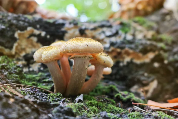 Grzyb Miodowy Armillaria Mellea Rośnie Starych Ściętych Brzozach Grupa Jadalnych — Zdjęcie stockowe