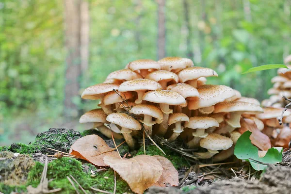 Armillaria Mellea 生长在老的砍伐的桦树上 一群可食用的树桩蘑菇 — 图库照片