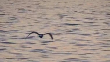 Akşamları batan güneşin ışınlarıyla Karadeniz 'in üzerinde uçan martılar..