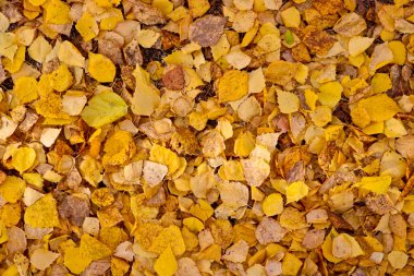 Sonbahar desenli arka plan, düşmüş sarı huş yaprakları. Hint Yazı.