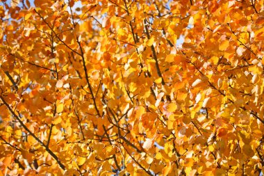 Hint yazı - parlak sarı-turuncu kavak yaprakları. Sonbahar arkaplanı.
