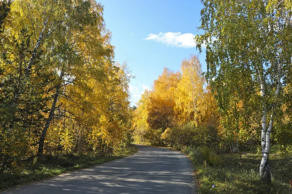 Altweibersommer Ein Asphaltierter Weg Einem Stadtpark Zwischen Bäumen Mit Leuchtend — Stockfoto